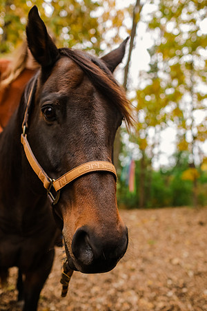 Horse Ranch Farm Engagement Session - Memory Lane Photography - WI Wedding Photographer