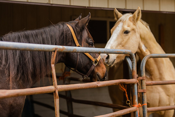 Horse Ranch Farm Engagement Session - Memory Lane Photography - WI Wedding Photographer